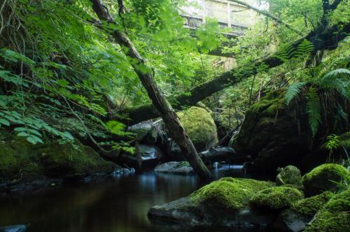斯特拉西尔The Ben Sheann的林中树木和岩石的溪流