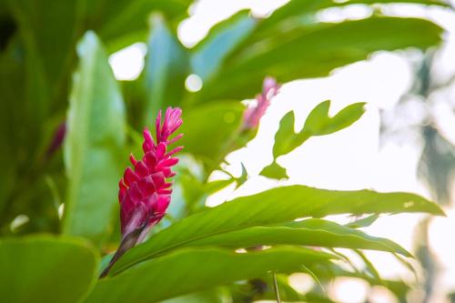 科伦坡水晶别墅的绿叶植物上的粉红色花