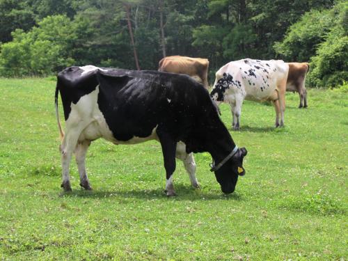 原村Pension Peppermint House的一群牛在草地上放牧