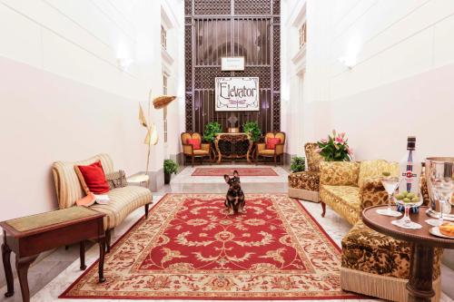 罗马圣天使酒店的客厅里一只狗坐在地毯上
