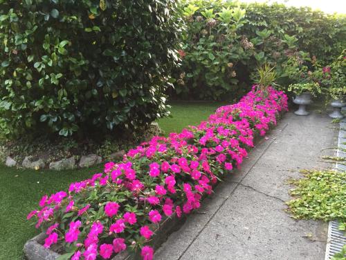 库迪列罗卡瑟纳贝尼托乡村民宿的花园里的一排粉红色的花