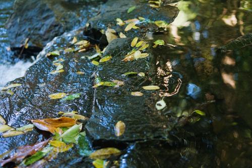杭州山峦精品民宿的岩石上带叶子的溪水