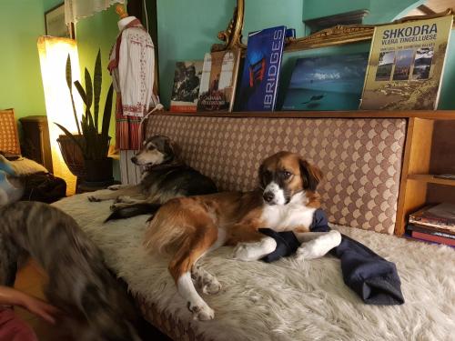 斯库台Mi Casa es Tu Casa - Shkodra Backpackers Hostel的两只狗坐在沙发上