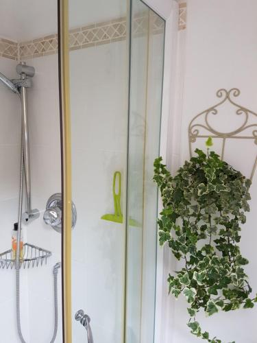 赫特福德Wellrose Barn的玻璃淋浴间,旁边是盆栽植物