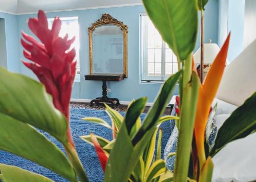 圣彼得教区Colleton Great House的一间设有镜子和植物的房间