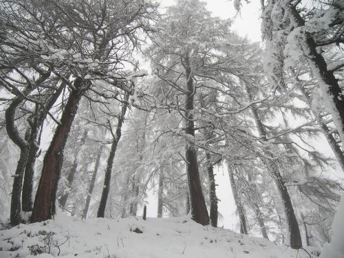 罗卡皮耶托雷阿尔贝酒店的雪覆盖的森林中的一群树木