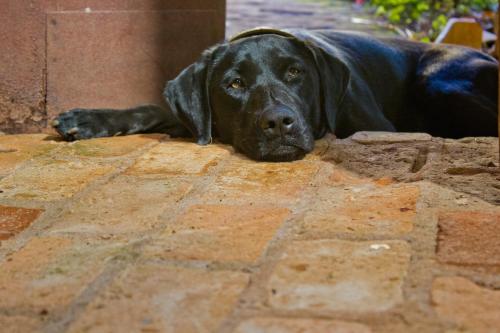卡萨布兰卡Tiô Isolda Artes & Hospedaria的一只大型的黑狗躺在砖地上