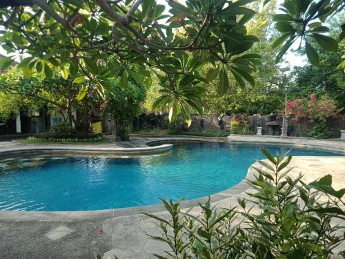 罗威那Rini hotel的一座树木繁茂的庭院内的游泳池