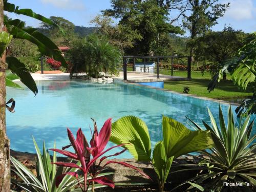 比加瓜Mei Tai Cacao Lodge的花园内的游泳池