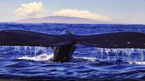夏威夷欧申维尤Ocean View Paradise!的鲸鱼在海洋中,尾巴滴水