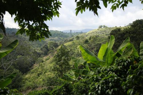 圣奥古斯丁Casa Entera Finca Cometa的从小径上可欣赏到森林山丘的景色