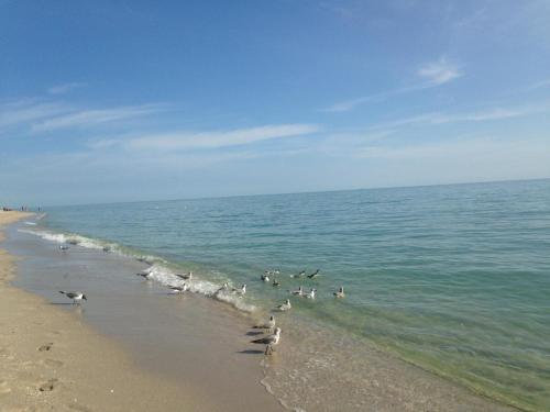 迈阿密海滩King David Dream Home的一群鸟站在海滩上