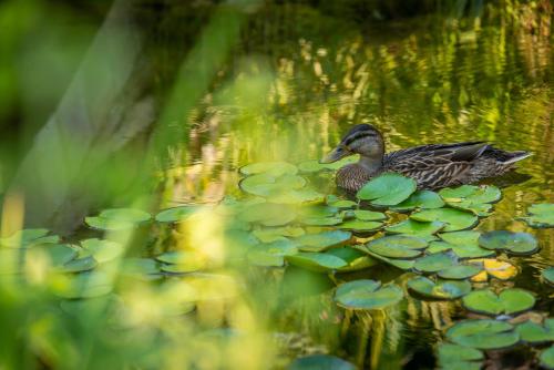阿菲托斯Achtis Hotel的鸭子坐在池塘的百合垫上