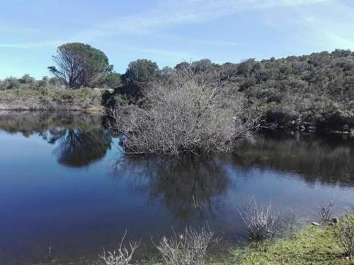 圣特雷莎加卢拉Azienda Agricola Li Nalboni的一大片水,有树和灌木