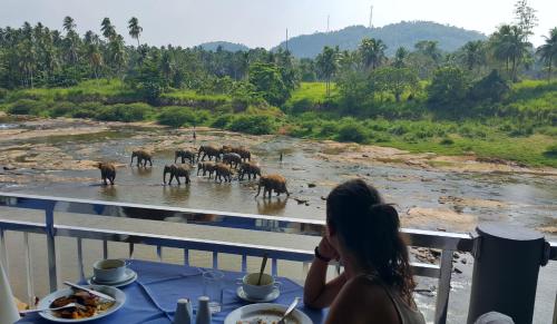 平纳瓦拉Hotel Elephant Park "Grand Royal Pinnalanda"的相册照片