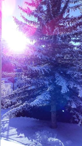 Saint-Jean-Saint-NicolasJoli studio sympa的雪覆盖的圣诞树,太阳在树后