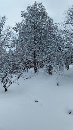 Saint-Jean-Saint-NicolasJoli studio sympa的雪覆盖的田野里的一群树木