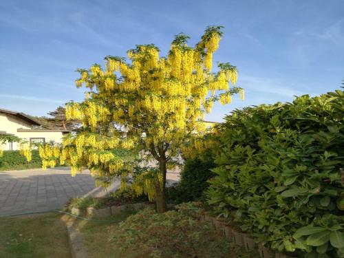 黑灵斯多夫Ferienwohnung Gaertner的院子里一棵黄色花的树