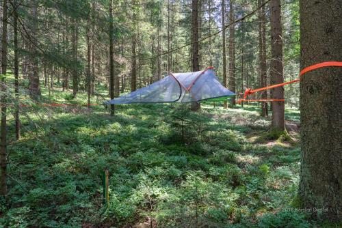 雷根Baumzelt am Waldesrand的森林中间的蓝色帐篷