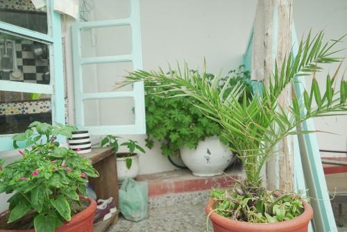 索维拉蓝白旅舍的坐在窗台上的盆栽植物群