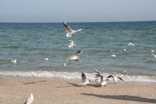 Landhotel Ostseetraum & Fewo picture 2