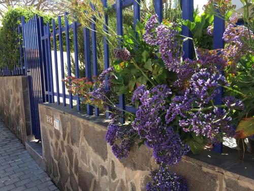 梅罗那瑞斯Meloneras ideal的挂在蓝色栅栏上的一束紫色花