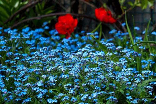 文茨皮尔斯Ventspils Garden house的鲜花盛开的蓝色花园