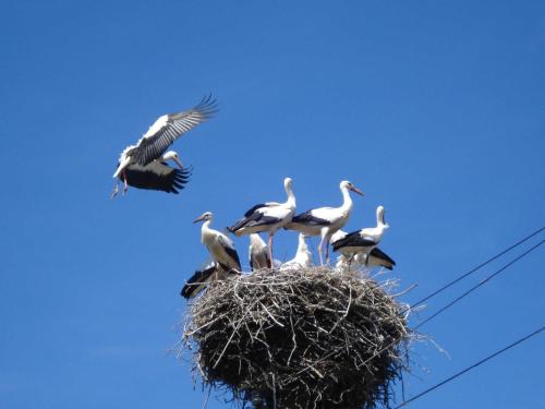 ZirkowRuegen_Fewo 37的鸟群坐在鸟巢上