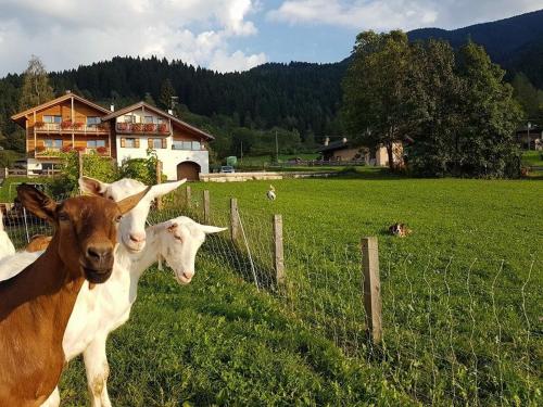 泰塞罗Agritur Maso Piasina的两头奶牛站在围栏旁边的田野