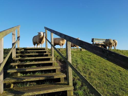 VollerwiekHaus am Meer的一群羊站在山上,爬楼梯