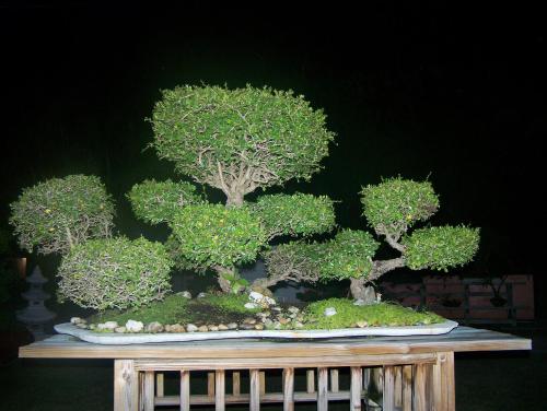 基拉戈岩石礁度假酒店的木桌顶上的盆景树