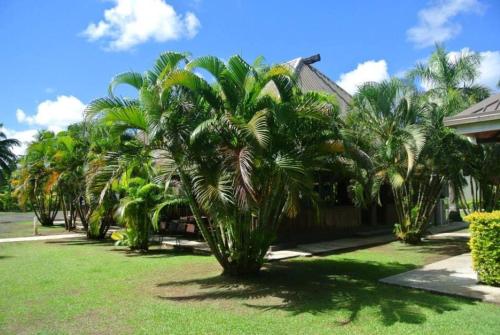 拉巴萨友好北部饭店的一排棕榈树在房子前面