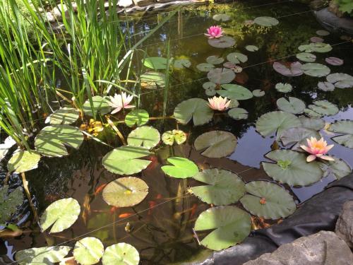 兰施泰因Ferienwohnung Lahnmündung的池塘里放着水百合花和粉红色的花朵