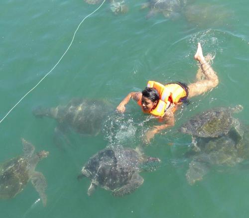 洛斯拉甘斯Hospedaje Paraiso Norteño的水中一个有一群海龟的人