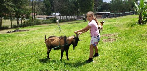 Puembo赞桑特山林小屋的抱着山羊的一个小女孩