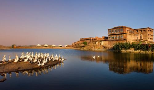 焦特布尔Bijolai Palace - A Inde Hotel , Jodhpur的一群鸟坐在水中的岩石上