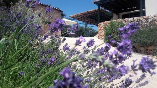 斯塔里格勒Lavender Hill Hvar Villa - pool, jacuzzi,sauna,BBQ的花园里的一束紫色花