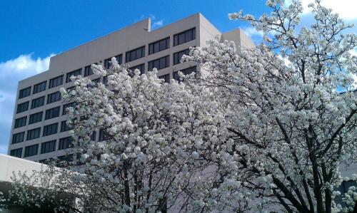 杰斐逊城Capitol Plaza Hotel Jefferson City的建筑物前有白色花的树
