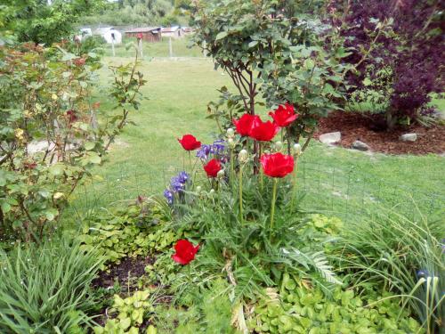 Pruniersla dabinerie的花园中种有红玫瑰和其他花卉