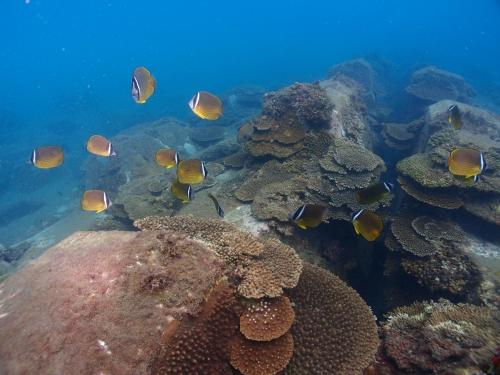 Nahariゲストハウスよろずや的珊瑚礁上的一群鱼