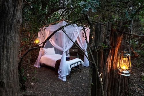 Glamping Safari Camp - Bellevue Forest Reserve平面图