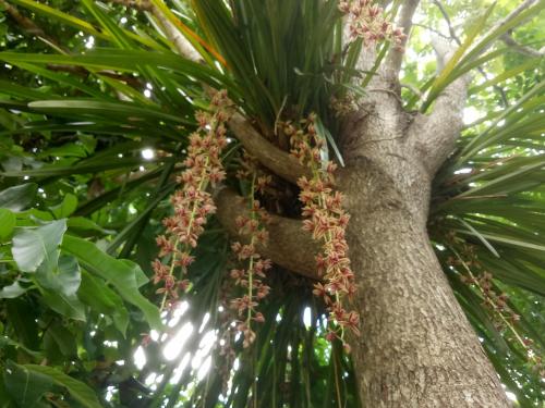 班康卡臣康纳帕亚度假村的棕榈树,树上挂着 ⁇ 子