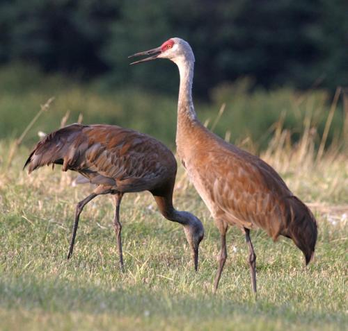 荷马太平岭住宿加早餐旅馆的两只鸟在草地上行走