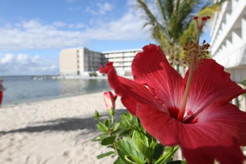 大洋城公主湾海滩酒​​店的海滩前的红花