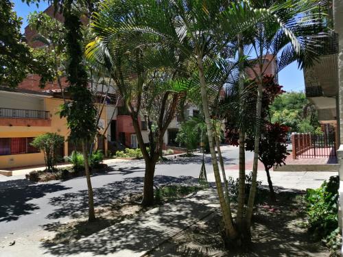 麦德林Selvática Alojamiento Eco的庭院里的一棵棕榈树