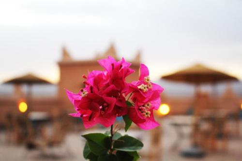 NkobKasbah Ennakb的一张桌子上花瓶里的粉红色花