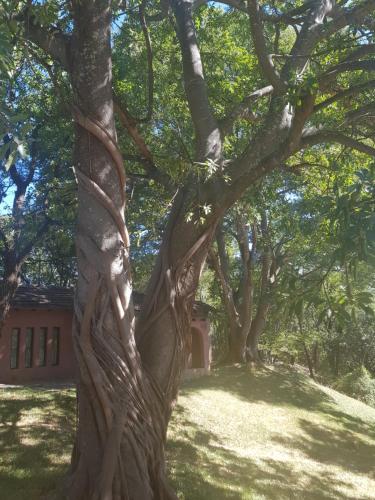 KwekweNyangombe Backpackers的草丛中树枝 ⁇ 的树