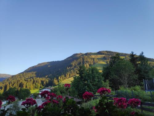 山景或在公寓看到的山景