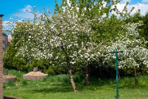 莫尔布鲁葛思科度假屋的院子里一棵花白的树
