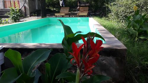 比亚莱特马西Cabaña Silvana的花园中的游泳池,花园中种有红色植物